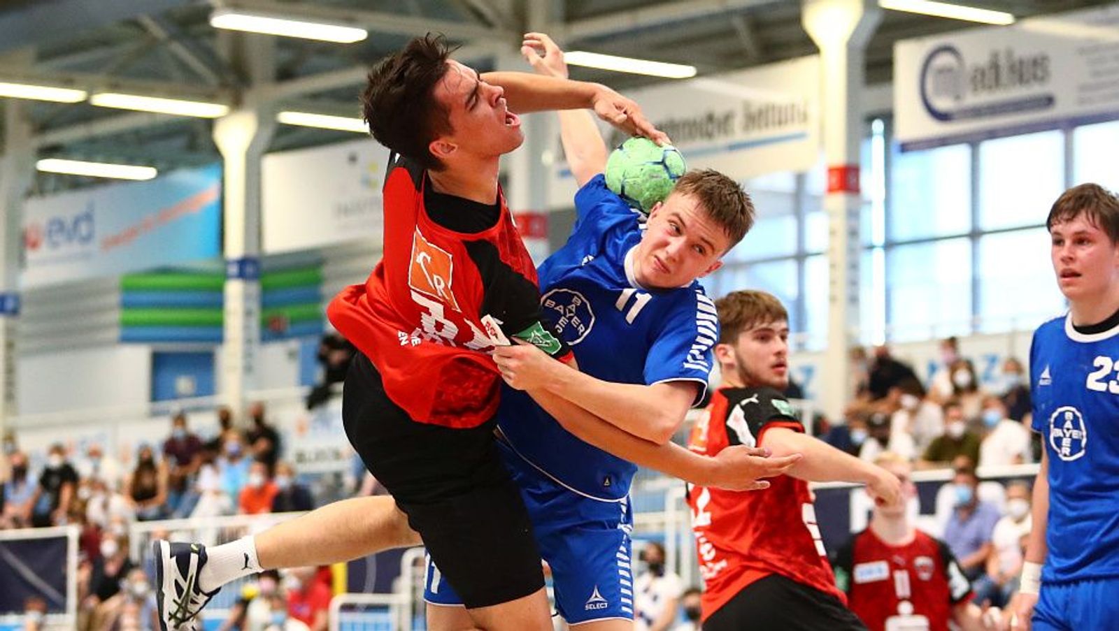 Füchse kehren an Ort des Triumphs zurück